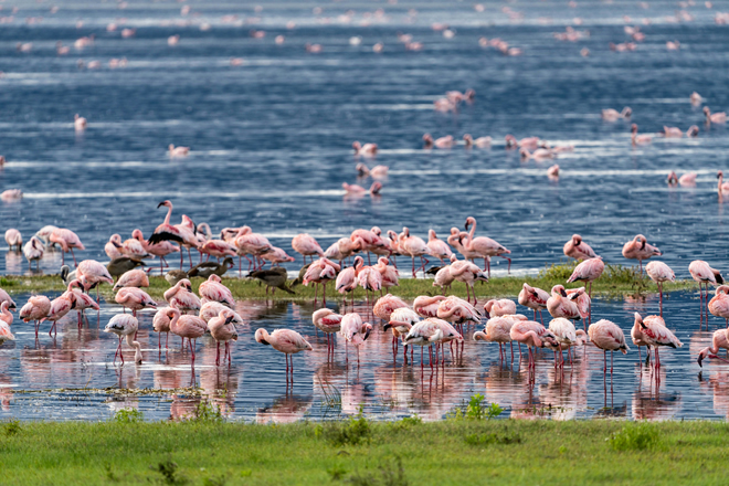 2 Days: Nakuru National Park Adventures gallery image 3
