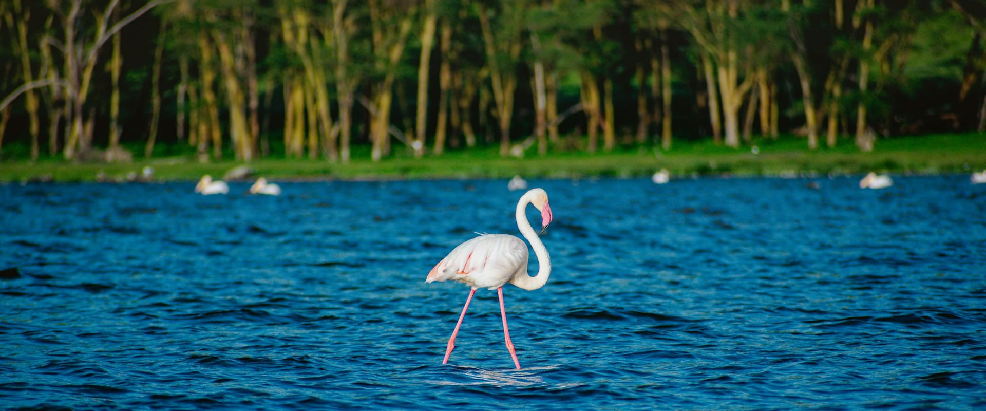 2 Days Lake Nakuru National Park Safari