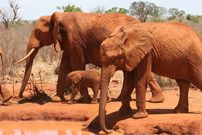 2 Days Tsavo East and Tsavo West Safari