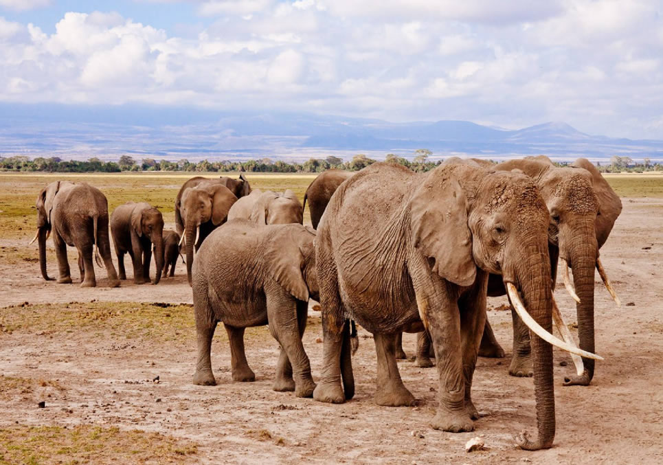 4 Days Amboseli Safari