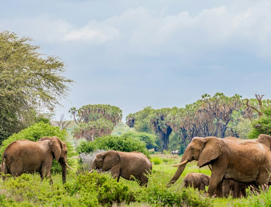 3 Days: Samburu National Reserve Adventures gallery image 1