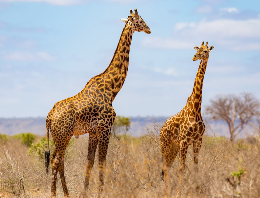 Tsavo West National Park volcanic wilderness