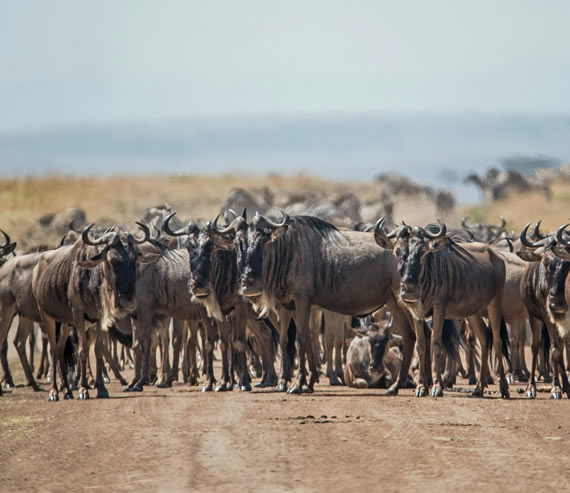 2 Days Mara National Park gallery image 3