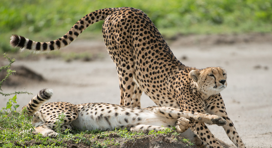 3 Days Masai Mara flight Safari gallery image 2