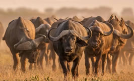 7 Days Wildebeest Migration gallery image 4