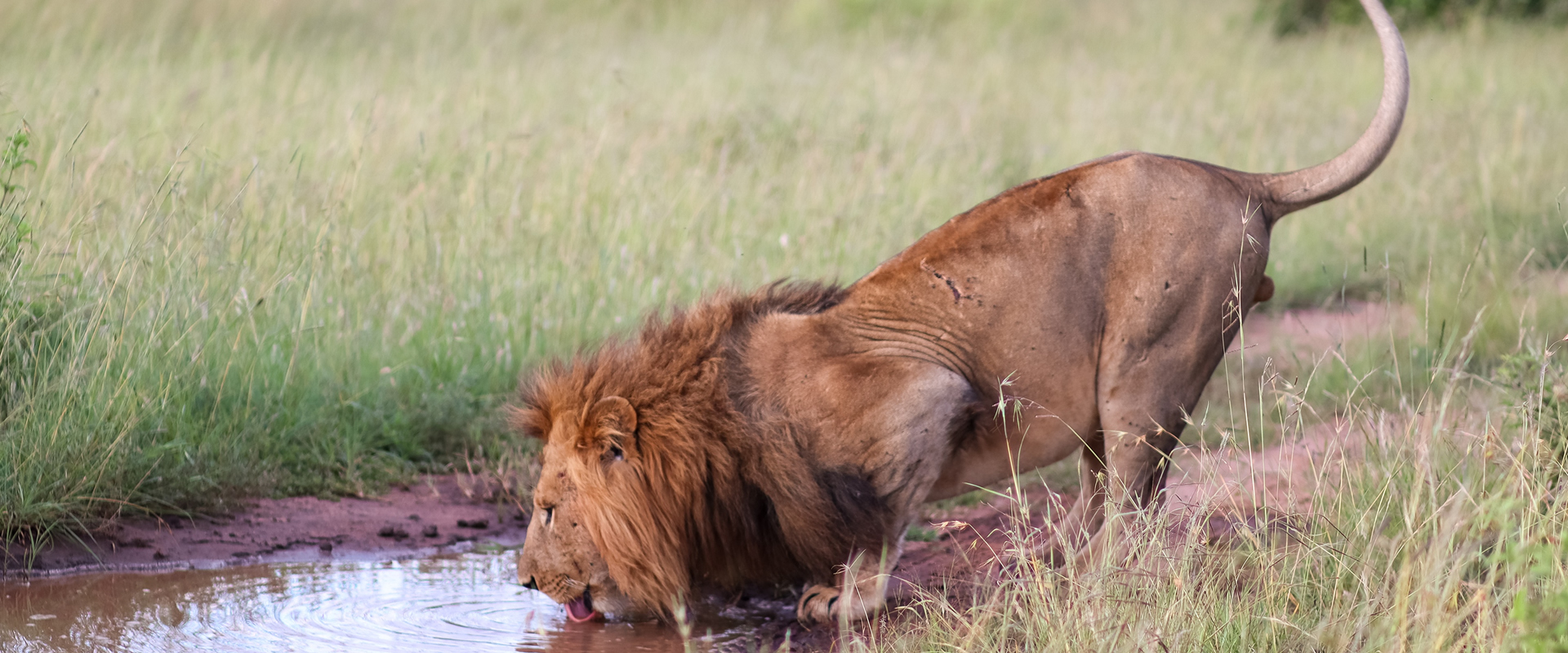 4 Days: Masai Mara National Reserve gallery image 5