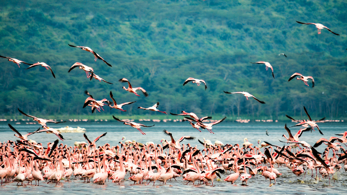3 Days Lake Nakuru & Lake Naivasha Safari