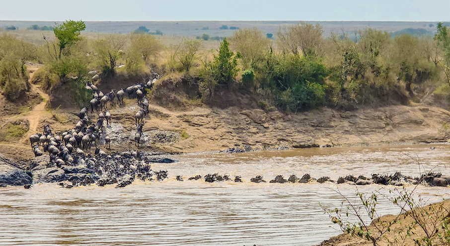 3 Days Masai Mara flight Safari gallery image 3