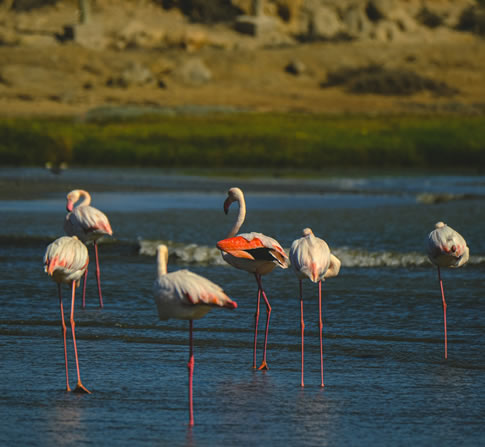 4 Days Lake Nakuru and Masai Mara Safari