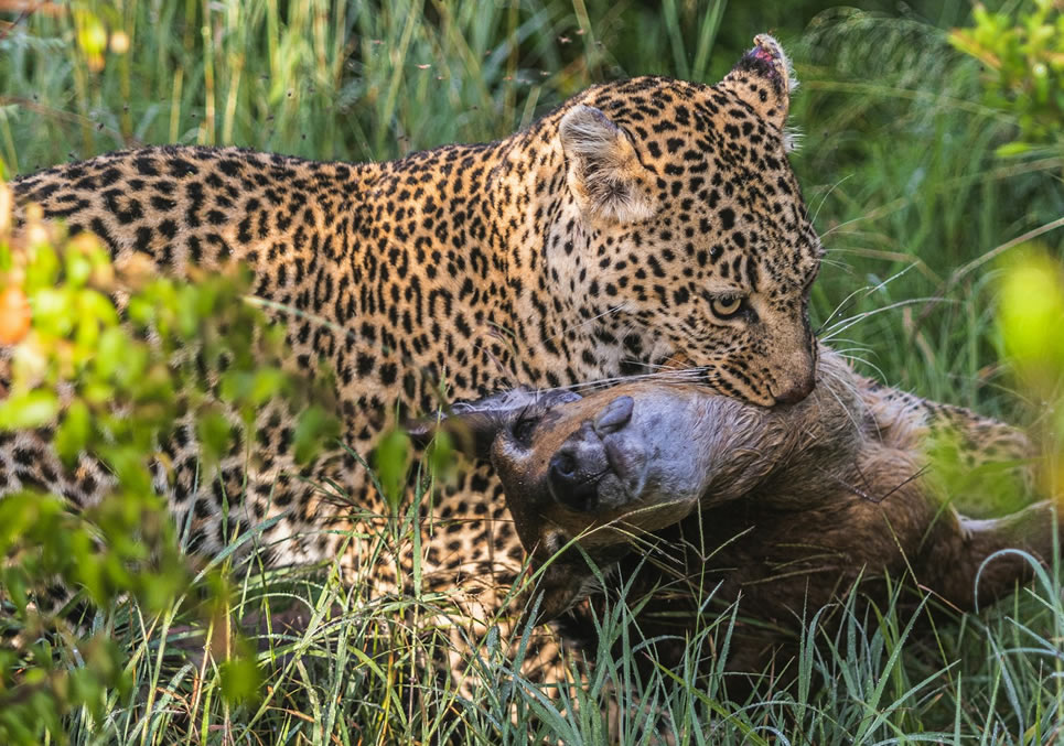 4 Days Maasai Mara and Lake Nakuru National Park