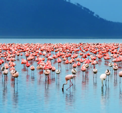 5 Days Lake Nakuru and Masai Mara Safari