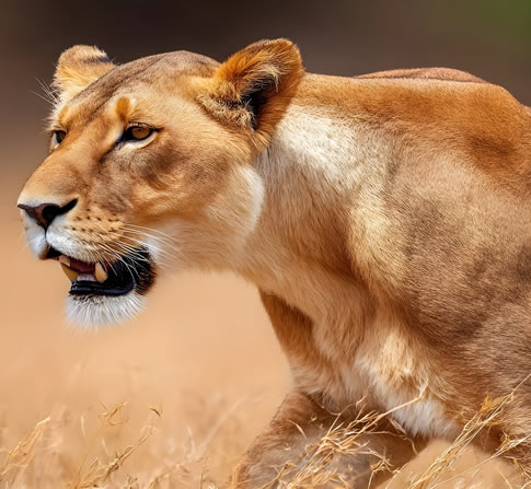 6 Days Amboseli Lake Nakuru and Masai Mara Safari