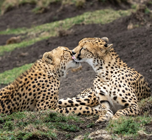 7 Days Samburu Aberdare Lake Nakuru and Masai Mara Safari