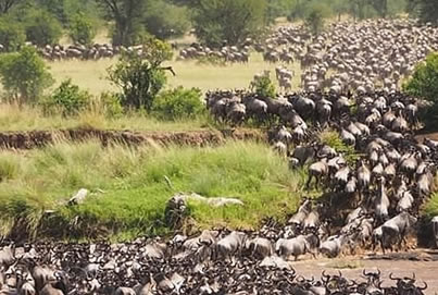 6 Days: Maasai Mara, Nakuru and Samburu National Park gallery image 4