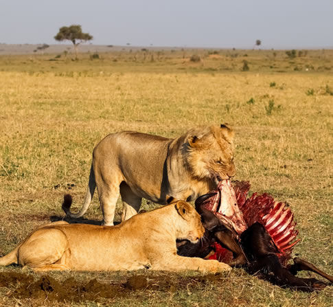 Amboseli