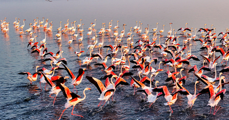 2 Days: Lake Nakuru & Lake Bogoria