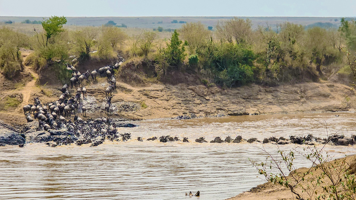 8 Days: Masai Mara , Nakuru , Amboseli , Tsavo West & Tsavo East National park gallery image 4