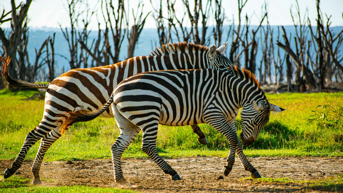 7 Days Amboseli, lake Naivasha and Masai Mara Nationl Park gallery image 3