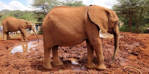 Elephant Orphanage