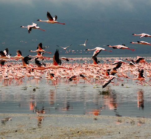 Lake Nakuru
