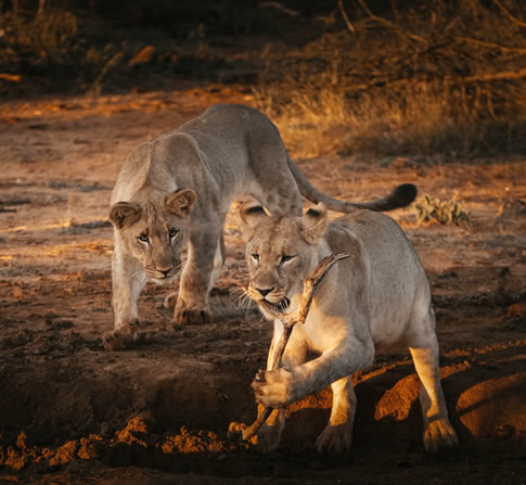 Samburu